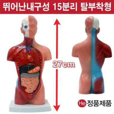 상반신모형 15분리 27cm 해부모형 7001JP 인체모형 소형 사람인체구조 아나토미 위모형 간모형 뇌모형 두개골 척추 인대 근육모형 인체해부도 척골 요골 전신모형 동인형 경혈인형 손모형 발모형