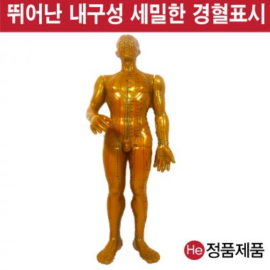 동인형 남자 황금색 50cm TS8001ZY 인체모형 사람인체구조 아나토미 뇌구조 대뇌 위모형 간모형 뇌모형 두개골 척추 인대 근육모형 인체해부도 뇌혈관 전신모형 동인형 뇌해부 인체모형 소형 사람인체구조 아나토미 위모형 간모형 뇌모형 두개골 척추 인대 근육모형 인체해부도 척골 요골 전신모형 동인형 경혈인형 손모형 발모형