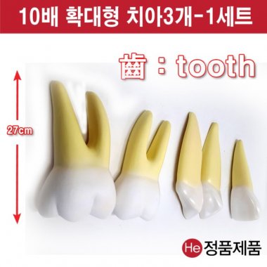 치아모형 10배확대 해부모형  0102JP 인체모형 사람인체구조 아나토미 뇌구조 대뇌 위모형 간모형 뇌모형 두개골 척추 인대 근육모형 인체해부도 뇌혈관 전신모형 동인형 뇌해부