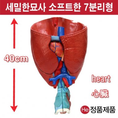 심장폐후두모형 7분리형 2배확대 해부모형 1003JP 인체모형 사람인체구조 아나토미 위모형 간모형 뇌모형 두개골 척추 인대 근육모형 인체해부도 척골 요골 전신모형 동인형 경혈인형 손모형 발모형 인체모형 소형 사람인체구조 아나토미 위모형 간모형 뇌모형 두개골 척추 인대 근육모형 인체해부도 척골 요골 전신모형 동인형 경혈인형 손모형 발모형