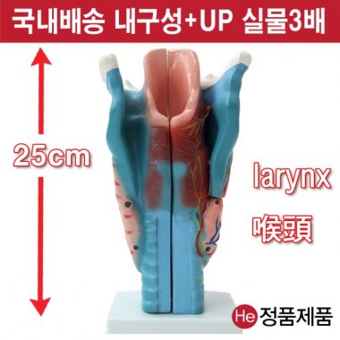 후두모형 3배확대 해부모형  2003JP 인체모형 사람인체구조 아나토미 뇌구조 대뇌 위모형 간모형 뇌모형 두개골 척추 인대 근육모형 인체해부도 뇌혈관 전신모형 동인형 뇌해부 인체모형 소형 사람인체구조 아나토미 위모형 간모형 뇌모형 두개골 척추 인대 근육모형 인체해부도 척골 요골 전신모형 동인형 경혈인형 손모형 발모형