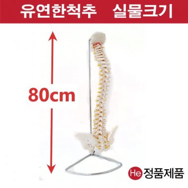 척추모형(골반포함) EB 1003GG 고관절 생식기구조 심폐소생술 인체해부도 인체모형 사람인체구조 요골 두개골 대퇴부골절 척골 깁스